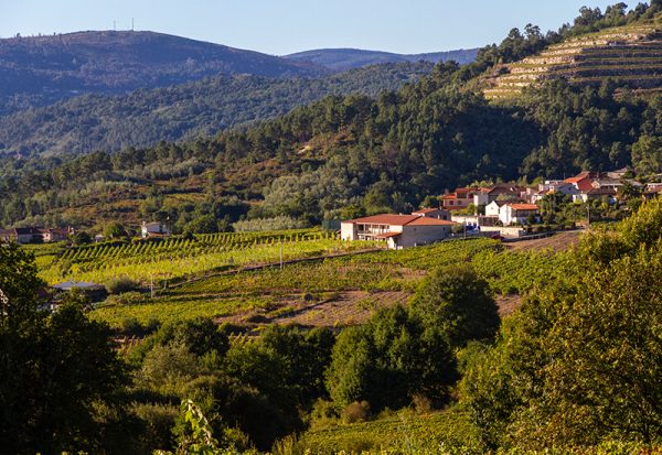 Los Vinos de Miguel | Vinos de Calidad D.O. Ribeiro